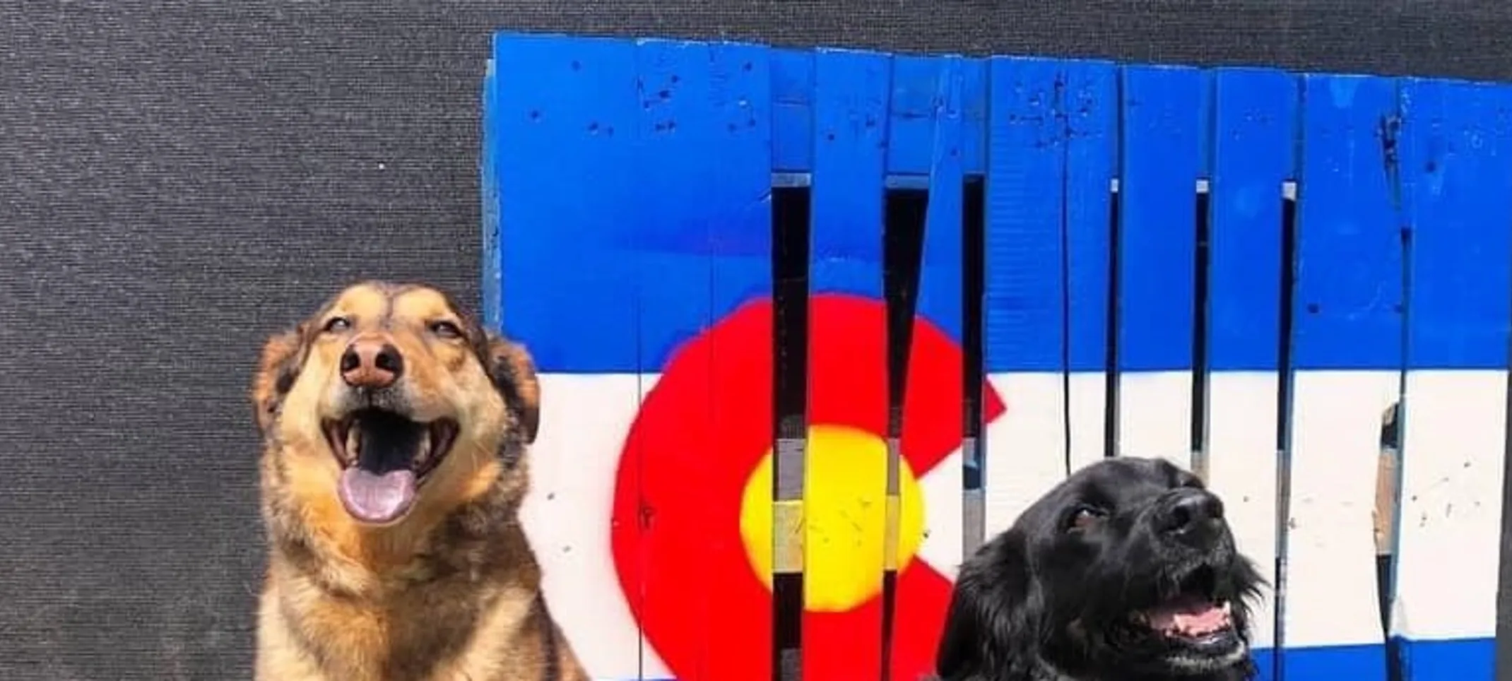 Dogs in front of Colorado Flag
